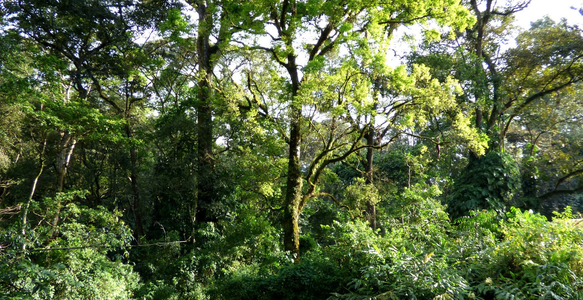 Kakamega Rainforest